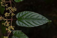 Cissus discolor